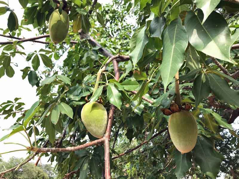 Baobab Fruit — Eco-Amical