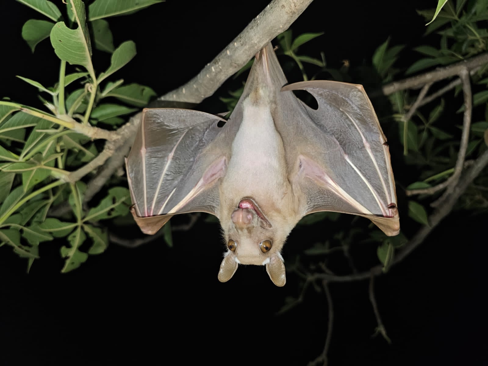 The secret life of baobabs: how bats and moths keep Africa’s giant ...
