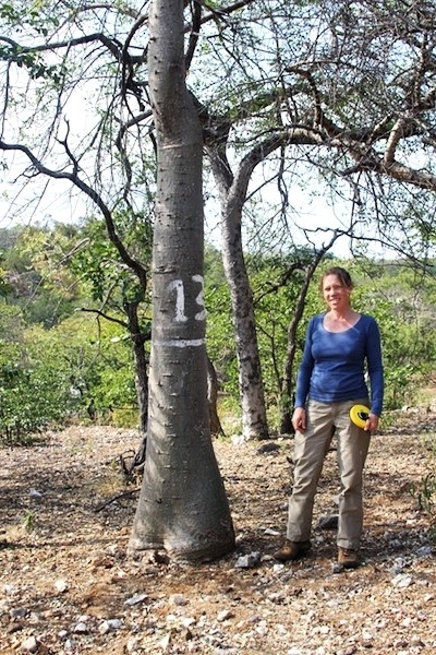 Measuring Baobab girth