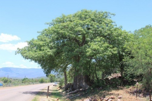 New Baobab Species – Fact or Theory?