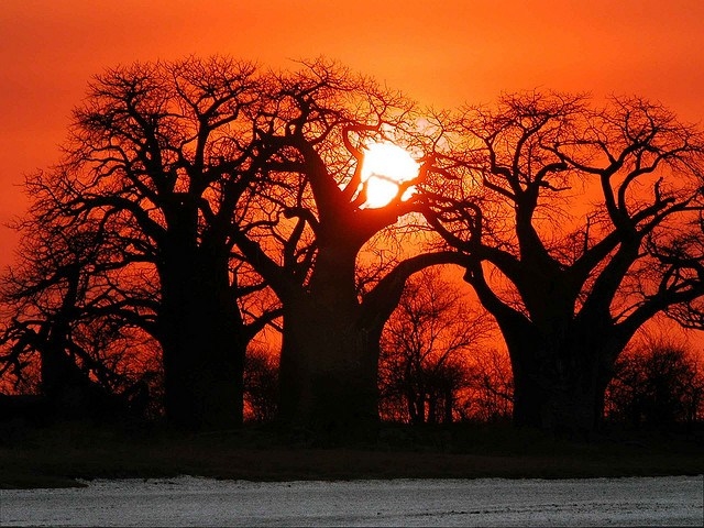 Beautiful Baobabs in Africa