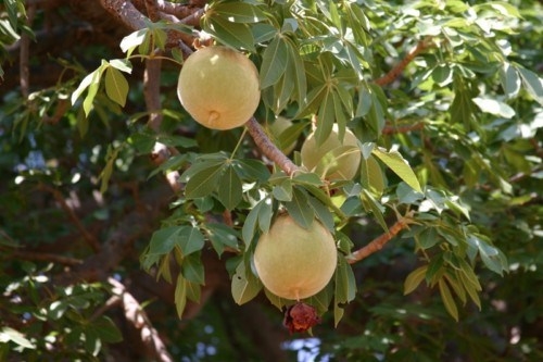 Baobab Fruitfulness