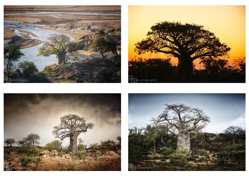 Bernadette McCabe: Beauty of the baobab