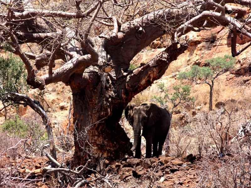 Rescuing Mapungubwe ‘s Baobabs from elephant damage