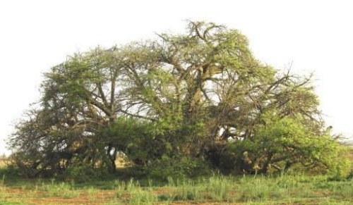 HOW ANCIENT ARE BAOBAB TREES REALLY?