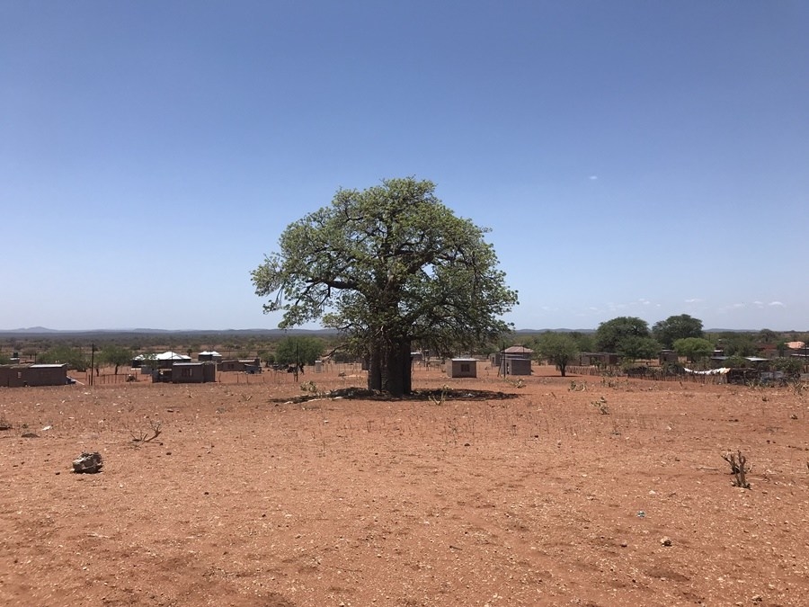 Baobab Tree Planting has a Mind of its Own