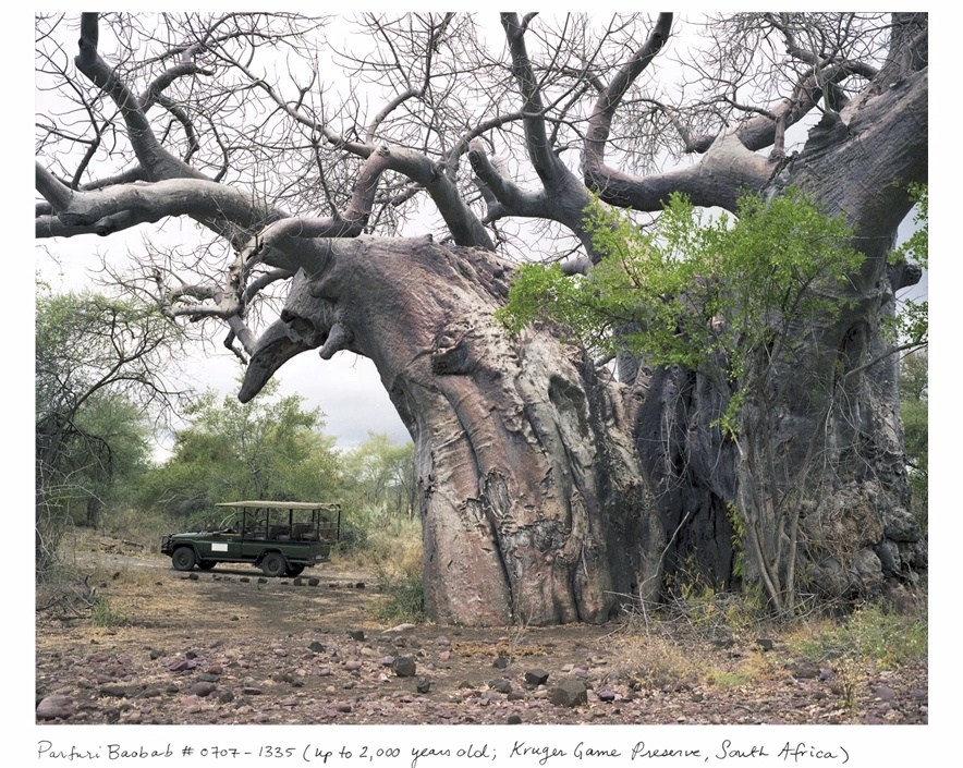 Beautiful Baobabs: one of the oldest living things in the world