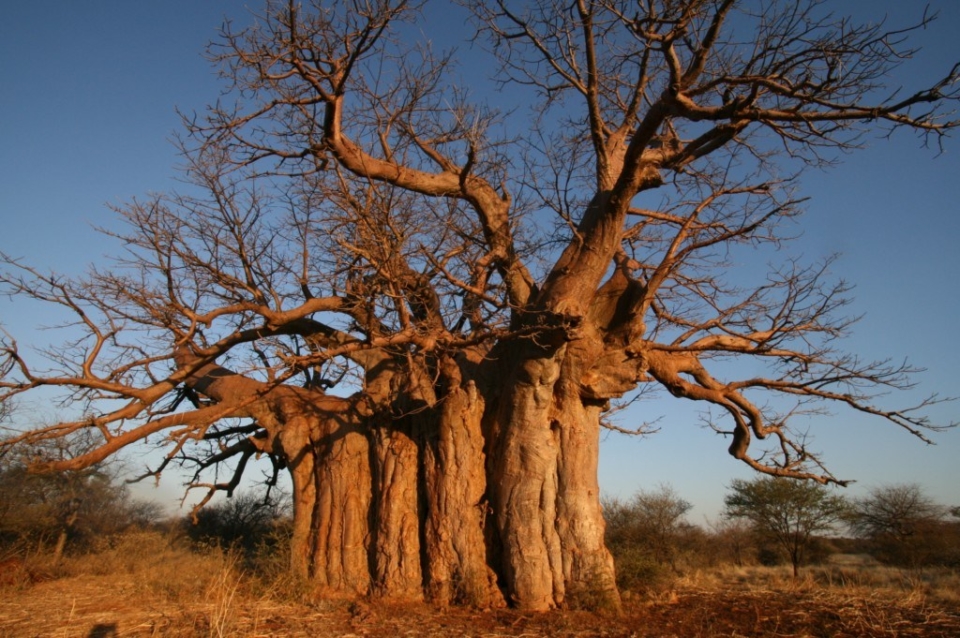 Baobab Tree Legends Archives - Baobab Foundation