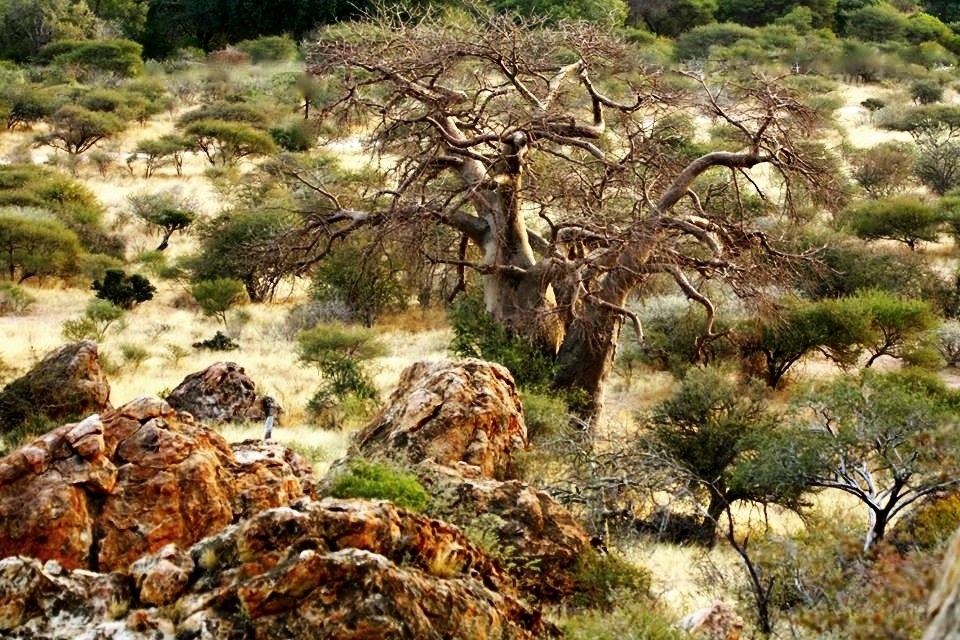 Baobabs in the landscape