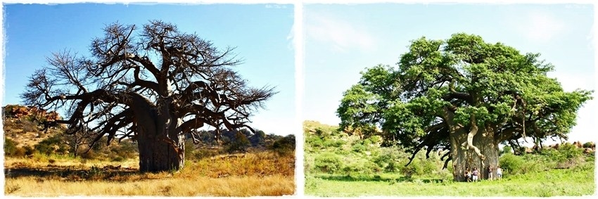 The seasons of baobab trees