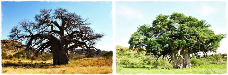 seasons of baobabs
