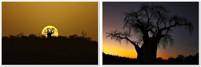 Sunset Baobab trees