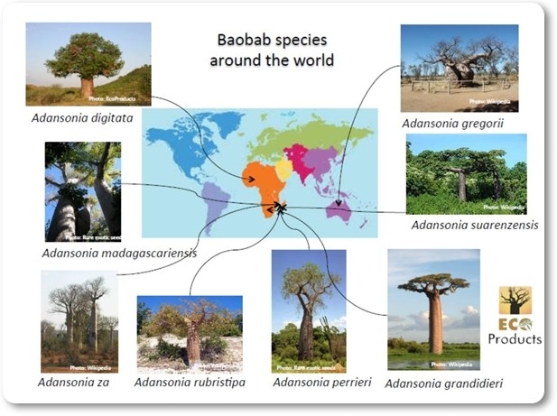 Where did that baobab come from?