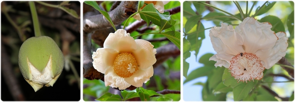 The Mysterious Life of Baobab Flowers
