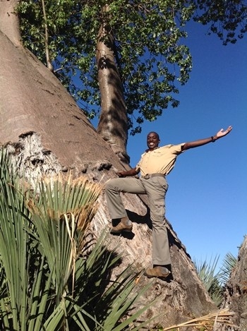 How baobab's heal themselves…
